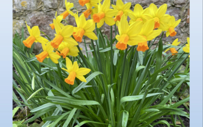 Spring into the Provincial Lite