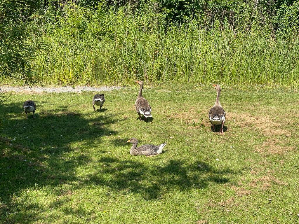 Ducks at Cottington Lakes