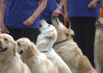 Southern Golden Retriever Society